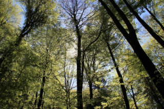 Altenbachklamm Oberhaag (Foto: Ulrike Elsneg)