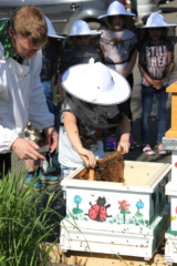 Projekt Bienen Volksschule und Kindergarten Langegg (Foto: Ulrike Elsneg)