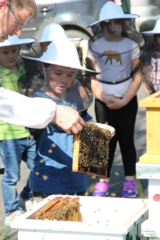 Projekt Bienen Volksschule und Kindergarten Langegg (Foto: Ulrike Elsneg)