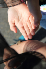 Projekt Bienen Volksschule und Kindergarten Langegg (Foto: Ulrike Elsneg)