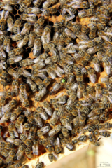 Projekt Bienen Volksschule und Kindergarten Langegg (Foto: Ulrike Elsneg)