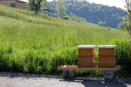 Projekt Bienen Volksschule und Kindergarten Langegg (Foto: Ulrike Elsneg)