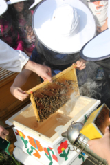 Projekt Bienen Volksschule und Kindergarten Langegg (Foto: Ulrike Elsneg)