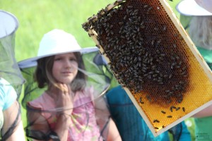 Interessant, was die Bienen so schaffen! (Foto: Ulrike Elsneg)