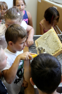 Projekt Bienen VS/Kindergarten Langegg (Foto: Ulrike Elsneg)